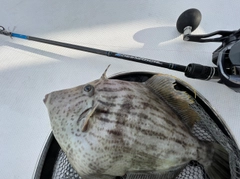 カワハギの釣果