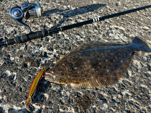 ヒラメの釣果