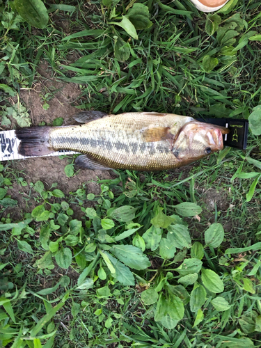 ブラックバスの釣果