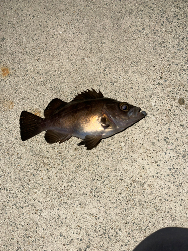 アカメバルの釣果