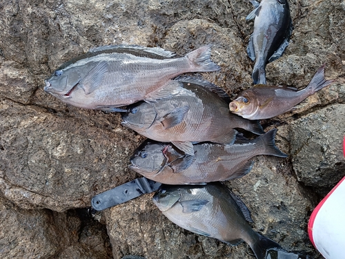 オナガグレの釣果