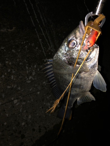 キチヌの釣果