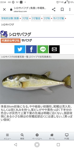 シロサバフグの釣果