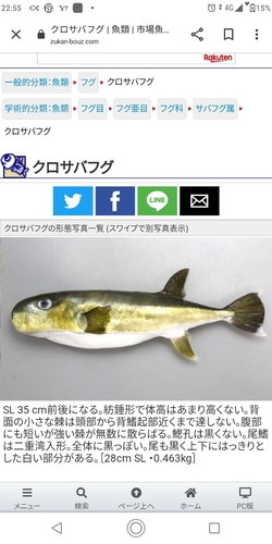 クロサバフグの釣果