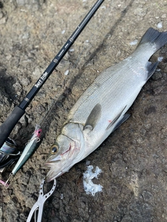 ヒラスズキの釣果