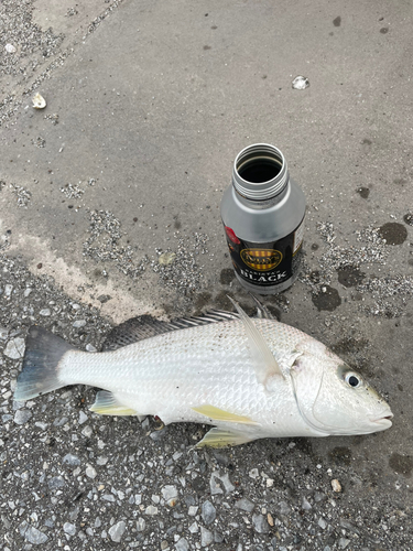 ホシミゾイサキの釣果