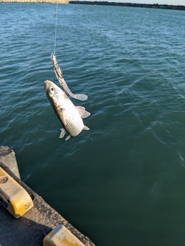 ボラの釣果