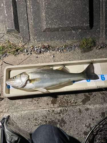 シーバスの釣果