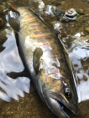 ヤマメの釣果