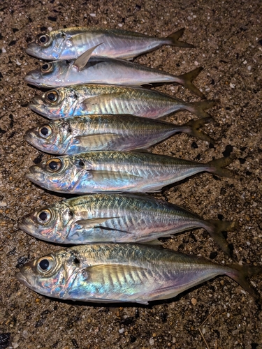 アジの釣果