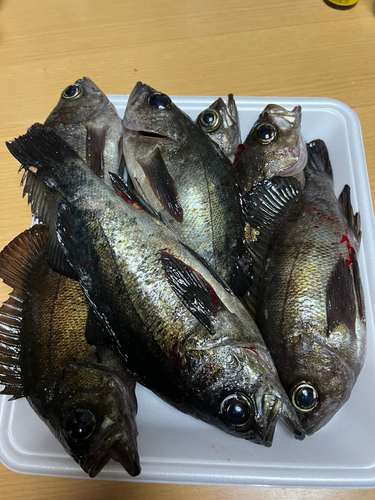 クロメバルの釣果