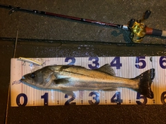 フッコ（マルスズキ）の釣果