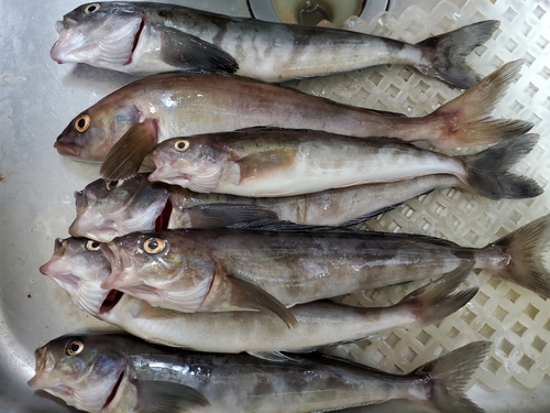 ホッケの釣果