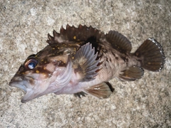 オウゴンムラソイの釣果