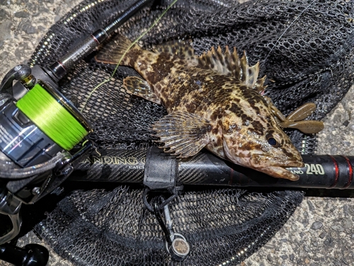 タケノコメバルの釣果