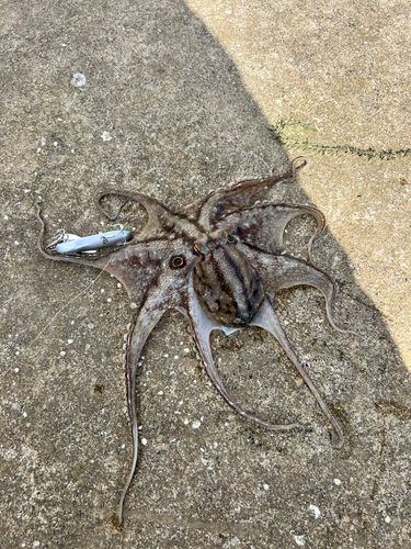 タコの釣果