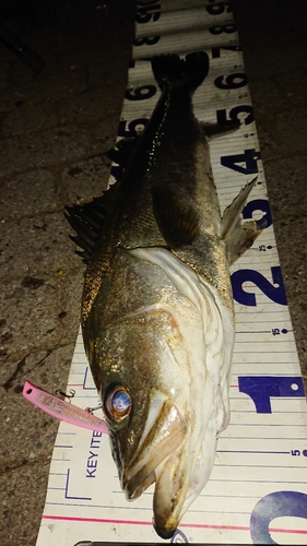 シーバスの釣果