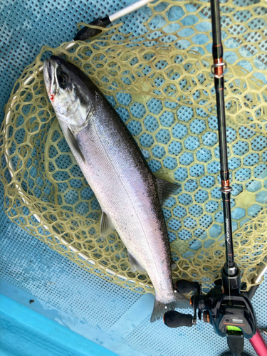 ビワマスの釣果