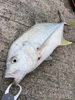 オニヒラアジの釣果