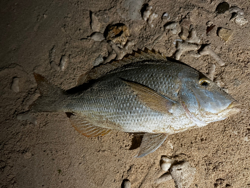 タマンの釣果