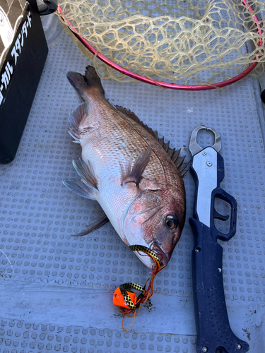 マダイの釣果