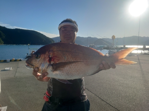 マダイの釣果