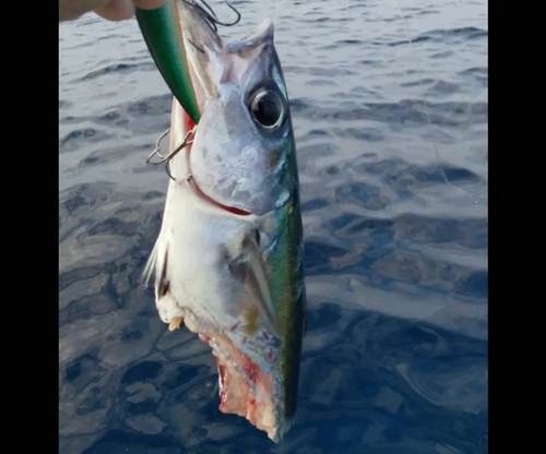 ニジョウサバの釣果