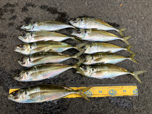 アジの釣果