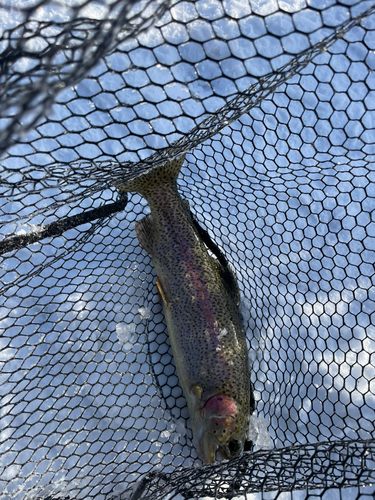 トラウトの釣果