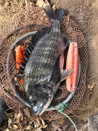 チヌの釣果