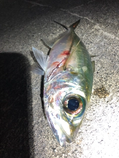 メアジの釣果