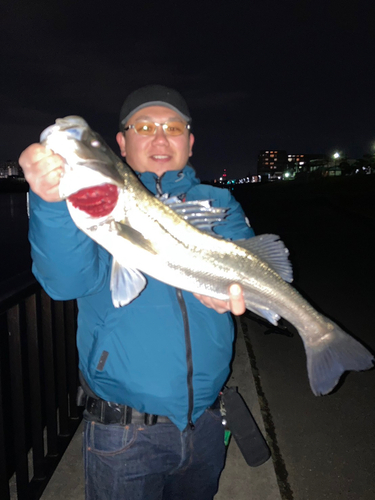 シーバスの釣果