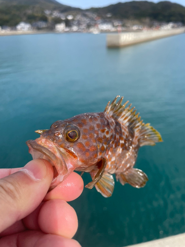 ハタの釣果