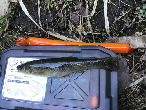 タカハヤの釣果