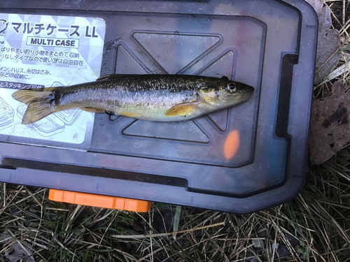 タカハヤの釣果