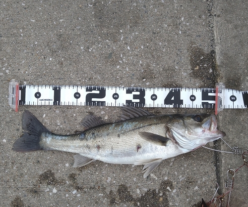 シーバスの釣果