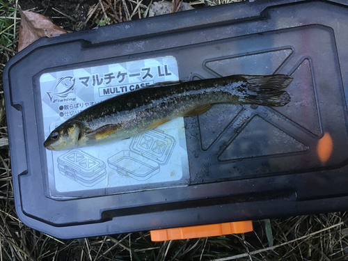 タカハヤの釣果