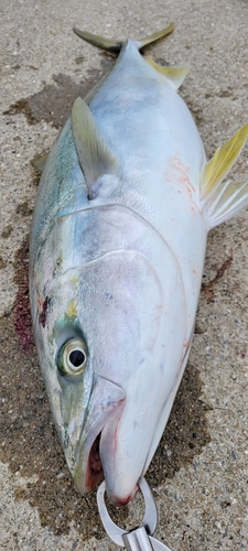 ブリの釣果