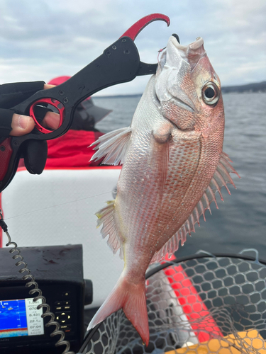 マダイの釣果