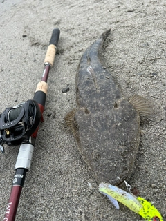 マゴチの釣果