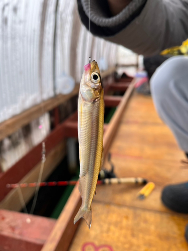 ワカサギの釣果