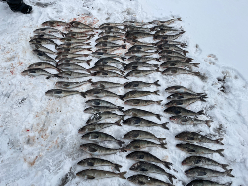 ホッケの釣果