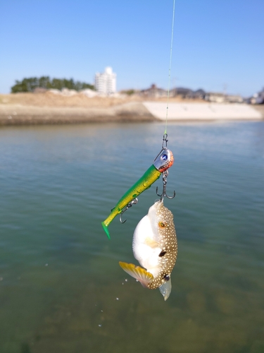 フグの釣果