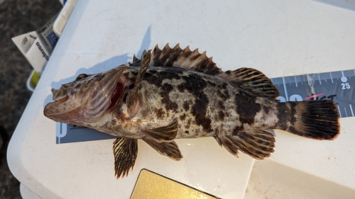 アラカブの釣果