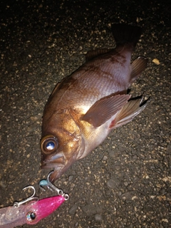 シロメバルの釣果