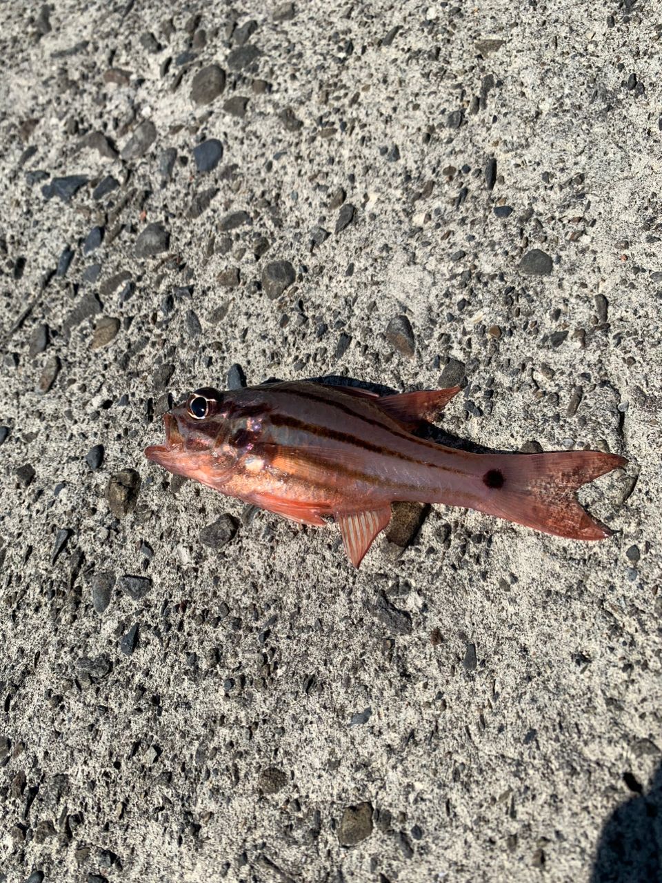 オオスジイシモチ