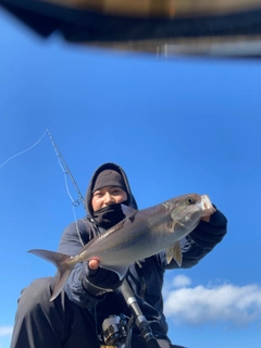 カンパチの釣果