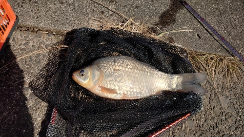 フナの釣果