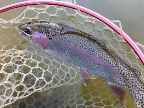 ニジマスの釣果