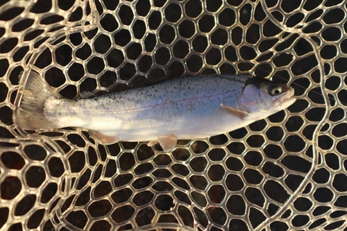 ニジマスの釣果